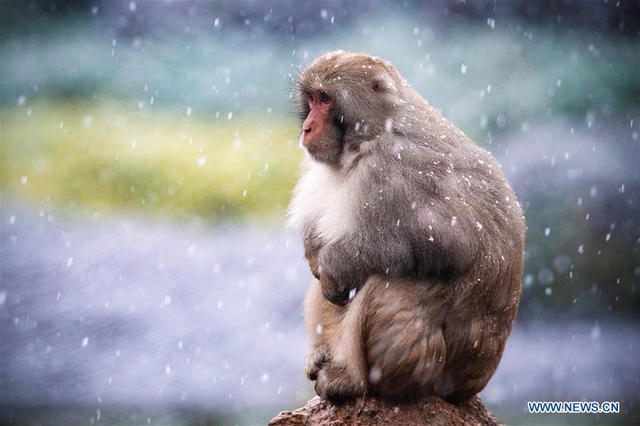 #CHINA-NANJING-MACAQUE-SNOW (CN)