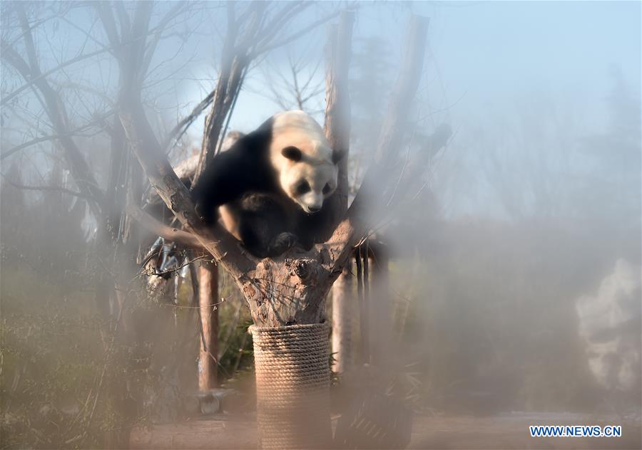 CHINA-JINAN-WINTER-GIANT PANDA (CN)