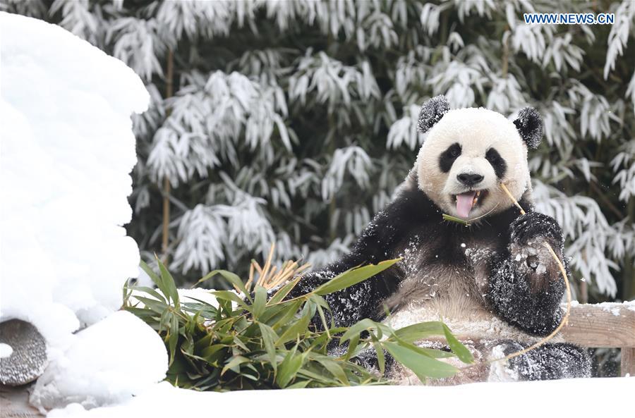 SOUTH KOREA-YONGIN-EVERLAND-PANDA WORLD-OPEN TO PUBLIC-1000 DAYS