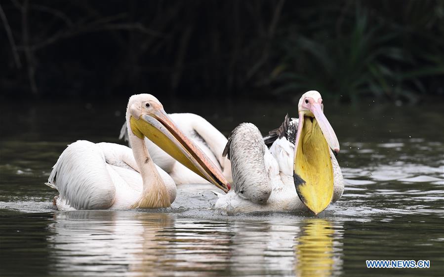 CHINA-HAINAN-HAIKOU-PELICANS-WINTER (CN)