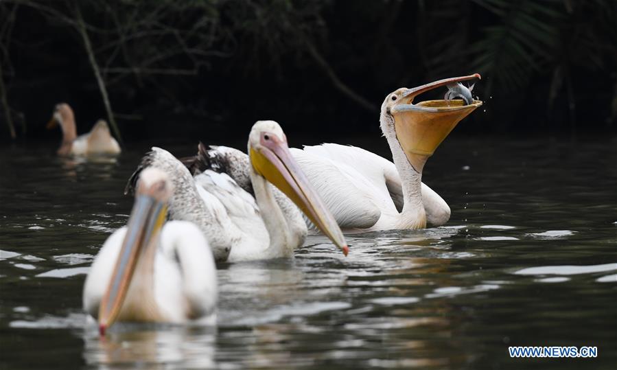 CHINA-HAINAN-HAIKOU-PELICANS-WINTER (CN)