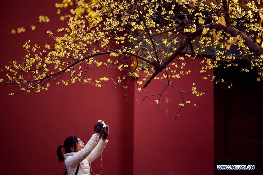 #CHINA-WINTER-FLOWERS (CN)