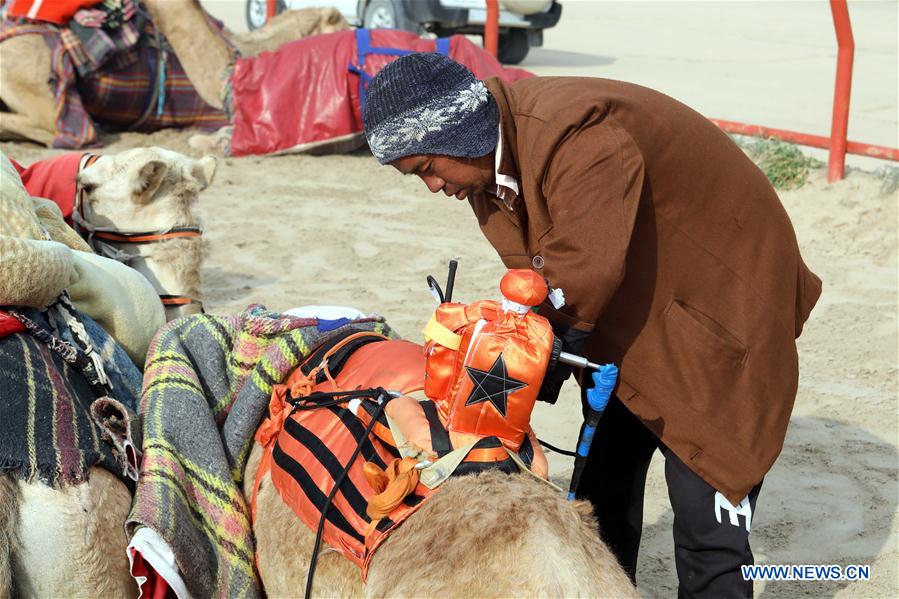 (SP)KUWAIT-AL AHMADI GOVERNORATE-CAMEL RACE