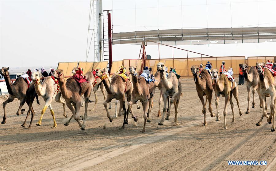 (SP)KUWAIT-AL AHMADI GOVERNORATE-CAMEL RACE