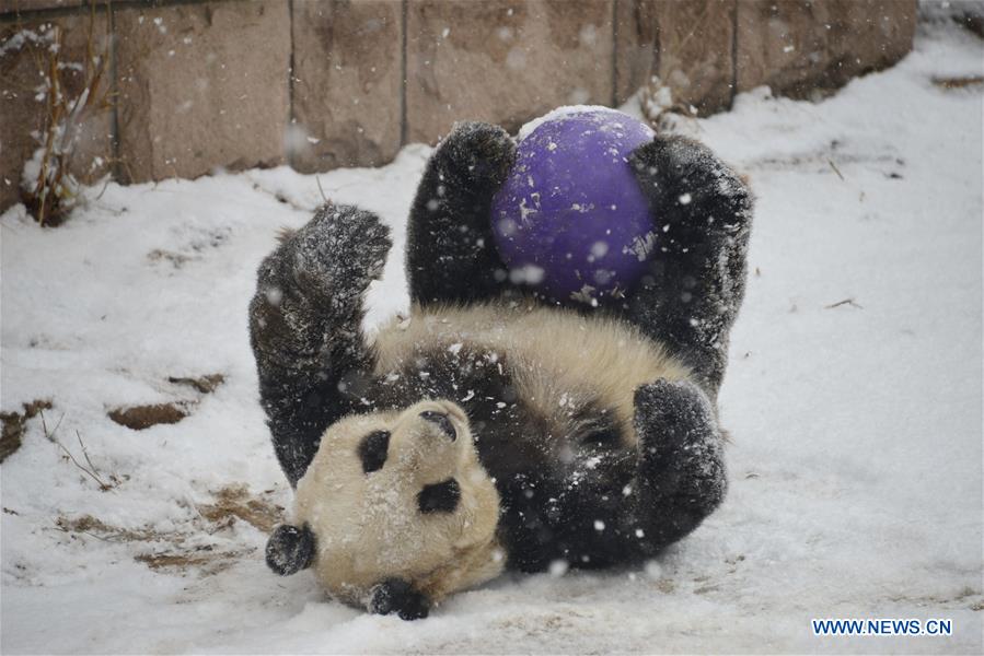 #CHINA-BEIJING-SNOW-GIANT PANDA (CN)