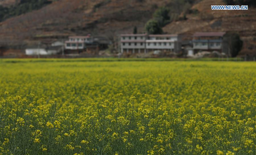 CHINA-SICHUAN-MIYI COUNTY-COLE FLOWERS (CN)