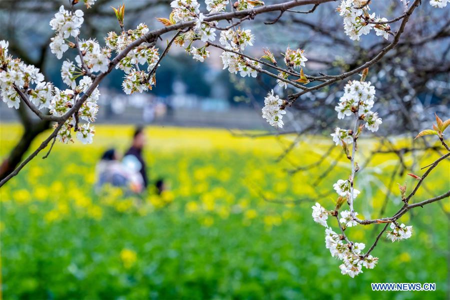 #CHINA-SPRING-FLOWERS (CN)