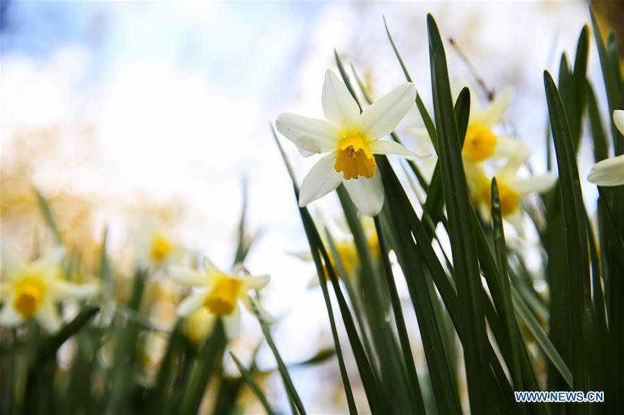 BELGIUM-BRUSSELS-SPRING