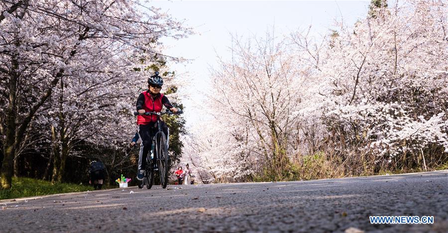 CHINA-GUIZHOU-CHERRY BLOSSOM-TOURISM (CN)