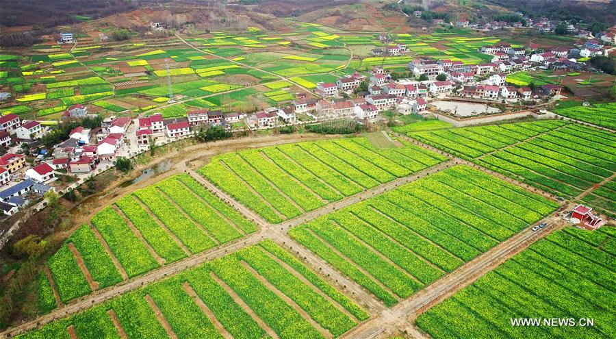 CHINA-SHAANXI-COLE FLOWERS