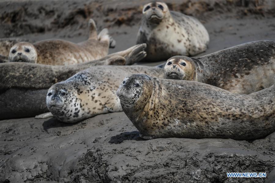 CHINA-LIAONING-PANJIN-SPOTTED SEALS (CN)