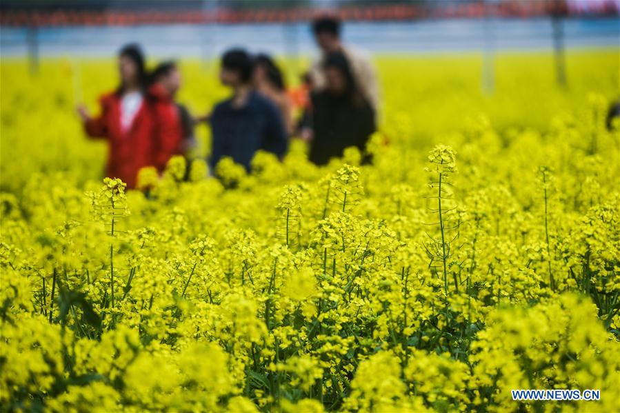 ZHEJIANG-HUZHOU-COLE FLOWER-TOURISM FESTIVAL (CN)