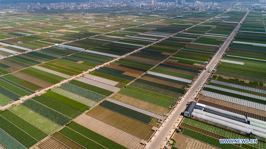 CHINA-YUNNAN-TONGHAI-FIELDS (CN)