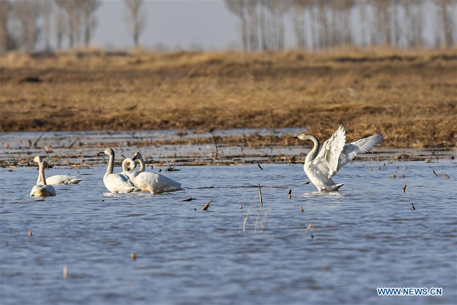 CHINA-INNER MONGOLIA-HANGJIN BANNER-SWAN (CN)