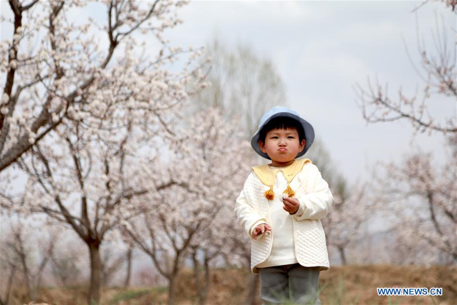 CHINA-GANSU-APRICOT FLOWERS (CN)