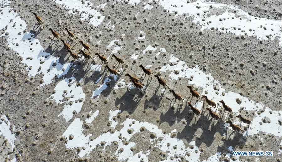 CHINA-XINJIANG-ALTUN MOUNTAINS-WILDLIFE-LANDSCAPE (CN)