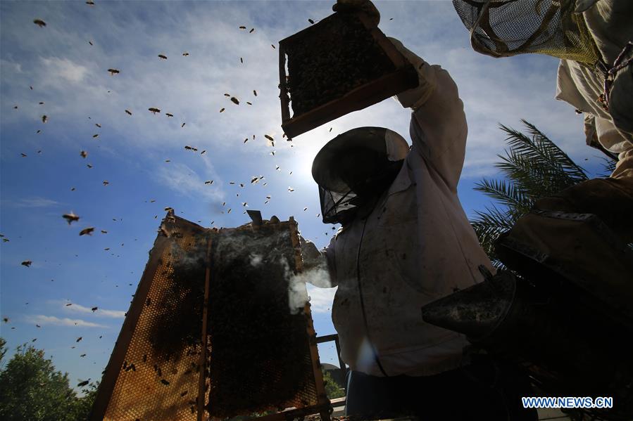 MIDEAST-GAZA-RAFAH-BEEKEEPERS