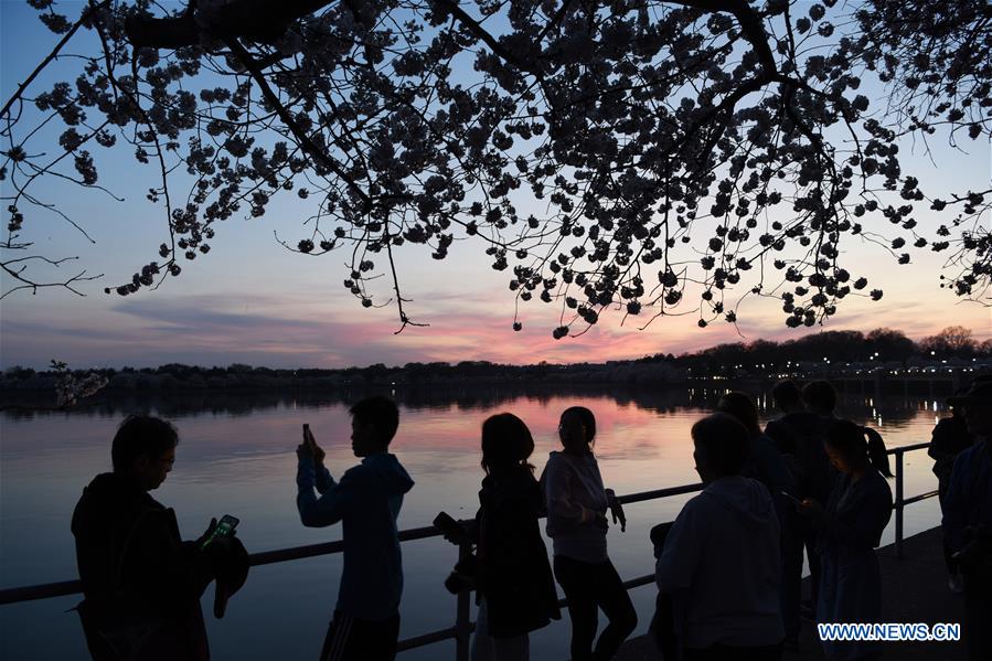 U.S.-WASHINGTON D.C.-CHERRY BLOSSOM