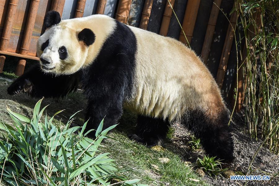 DENMARK-COPENHAGEN-CHINA-PANDA HOUSE-OPEN