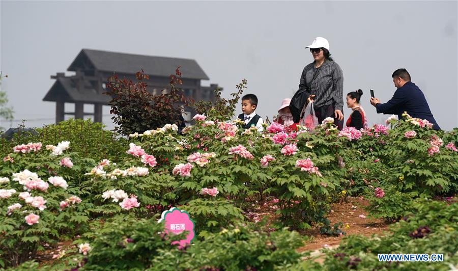 CHINA-HUBEI-PEONY-FLOWERS (CN)