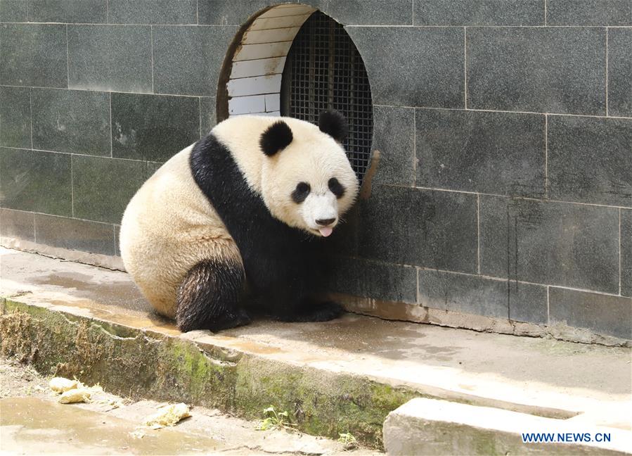 CHINA-SICHUAN-GIANT PANDA-RUSSIA-QUARANTINE (CN)