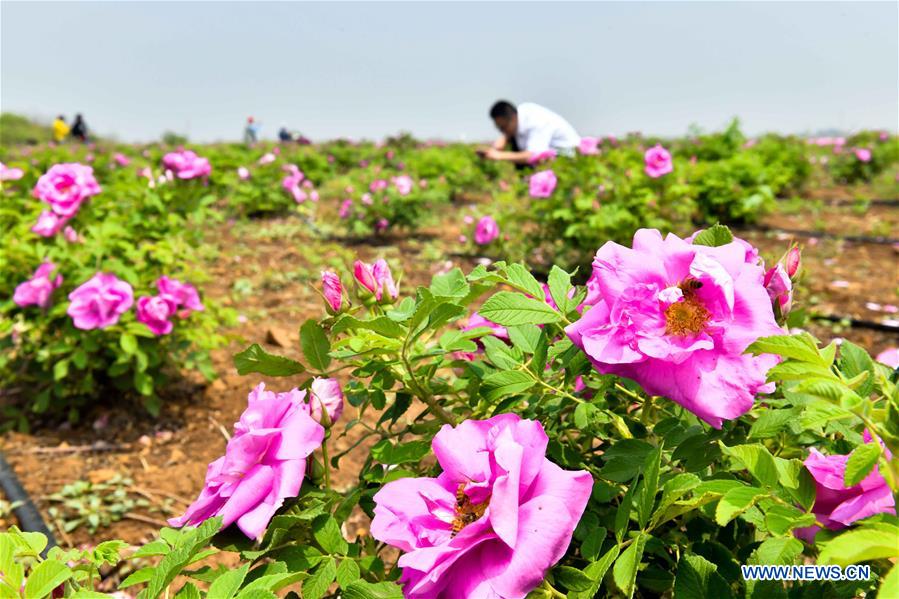 CHINA-SHANDONG-ANQIU-CULTURAL CREATIVITY INDUSTRIAL PARK (CN)