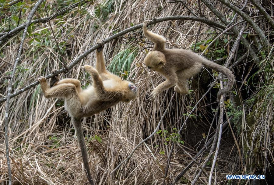 CHINA-HUBEI-SHENNONGJIA-GOLDEN MONKEY (CN)