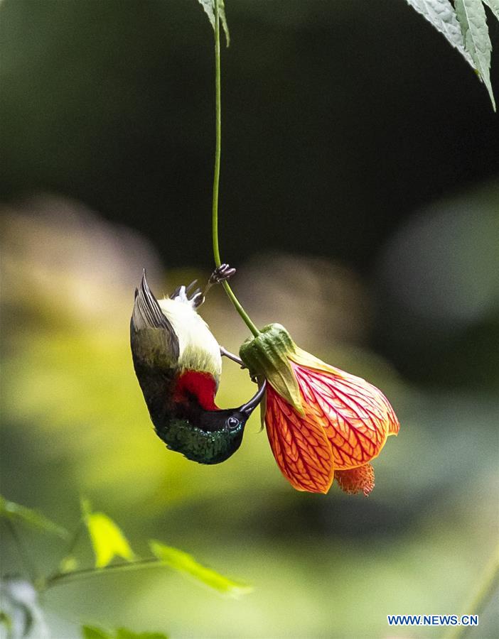 #CHINA-CHONGQING-SUNBIRD (CN)