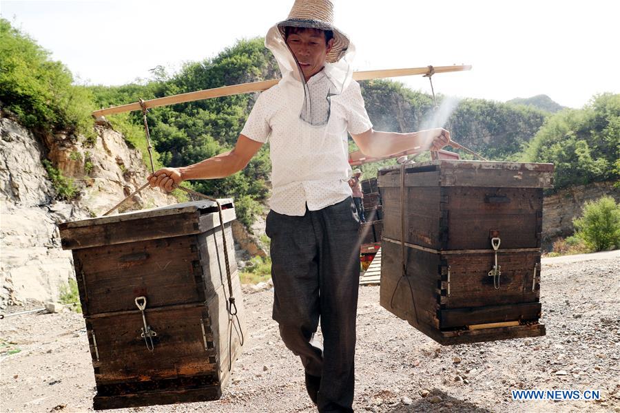 #CHINA-HEBEI-SHIJIAZHUANG-HONEY COLLECTING (CN)