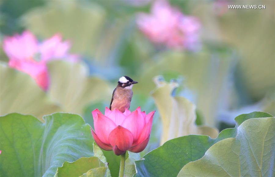 #CHINA-HUNAN-NATURE-LOTUS(CN)