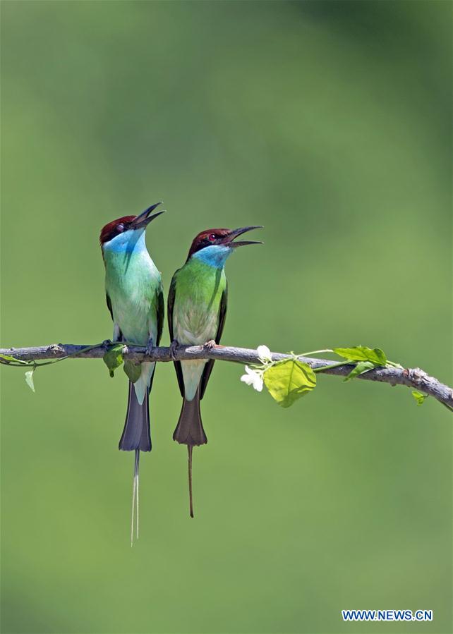 CHINA-FUJIAN-NANPING-BLUE-THROATED BEE EATERS (CN)