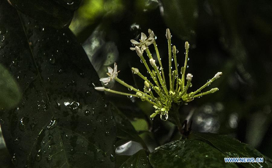 INDIA-KOLKATA-RAIN DROPS