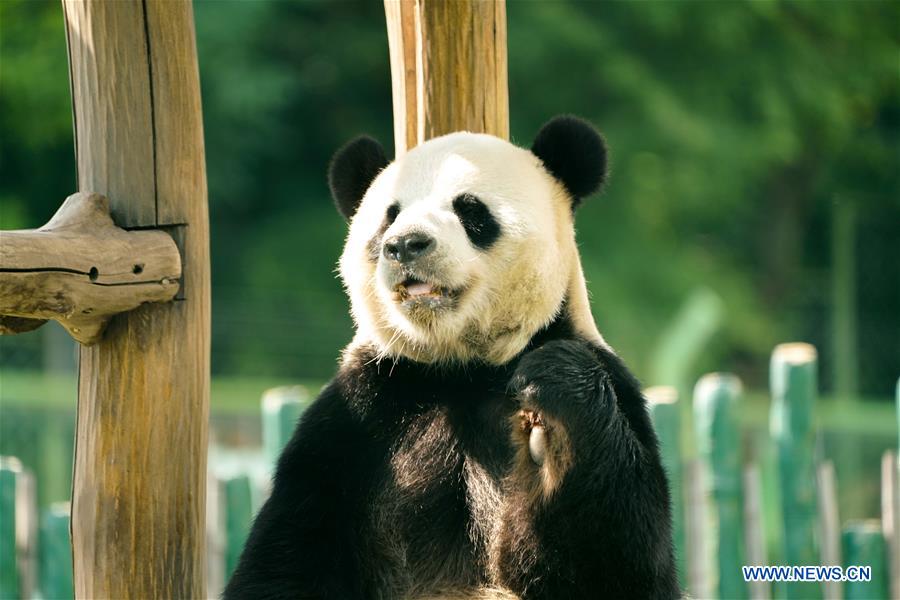 CHINA-HEILONGJIANG-GIANT PANDAS (CN)