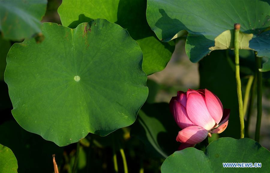 CHINA-SHAANXI-LOTUS FLOWERS (CN)