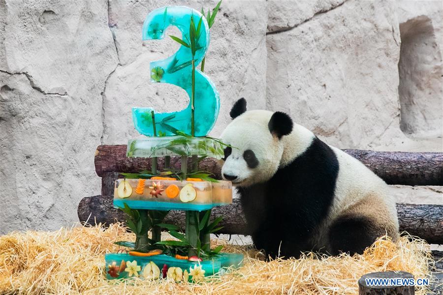 RUSSIA-MOSCOW-PANDAS-BIRTHDAY-CELEBRATIONS