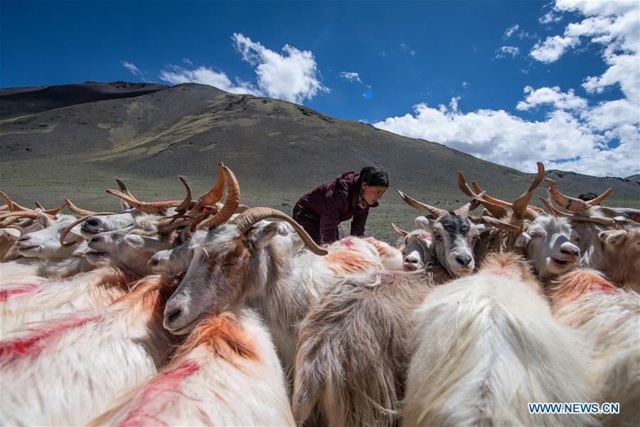 CHINA-TIBET-SHEEP MILK (CN)