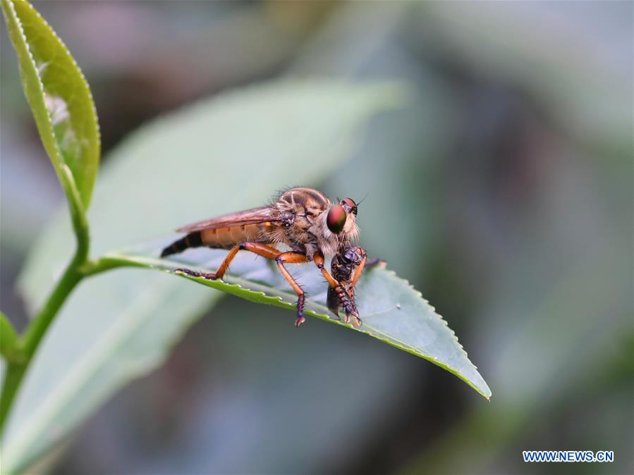 CHINA-FUJIAN-WUYISHAN-NATIONAL PARK-CREATURES (CN)