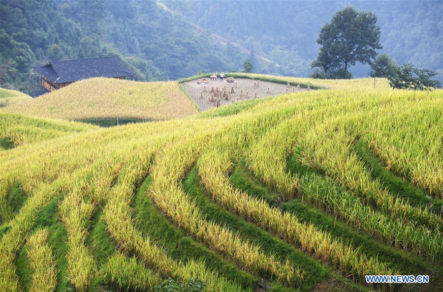 CHINA-GUIZHOU-RONGJIANG-RICE-HARVEST (CN)