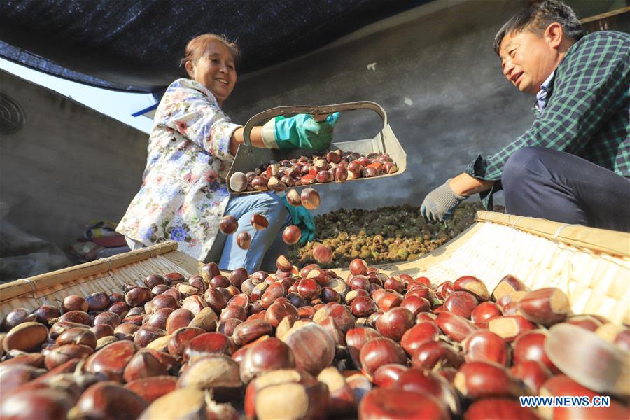 #CHINA-HARVEST FESTIVAL-CELEBRATION (CN)