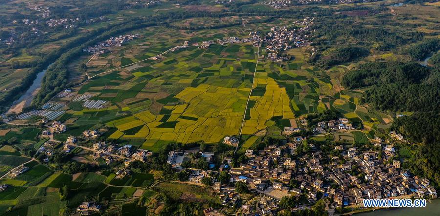 CHINA-GUANGXI-GONGCHENG-FIELDS-SCENERY (CN)