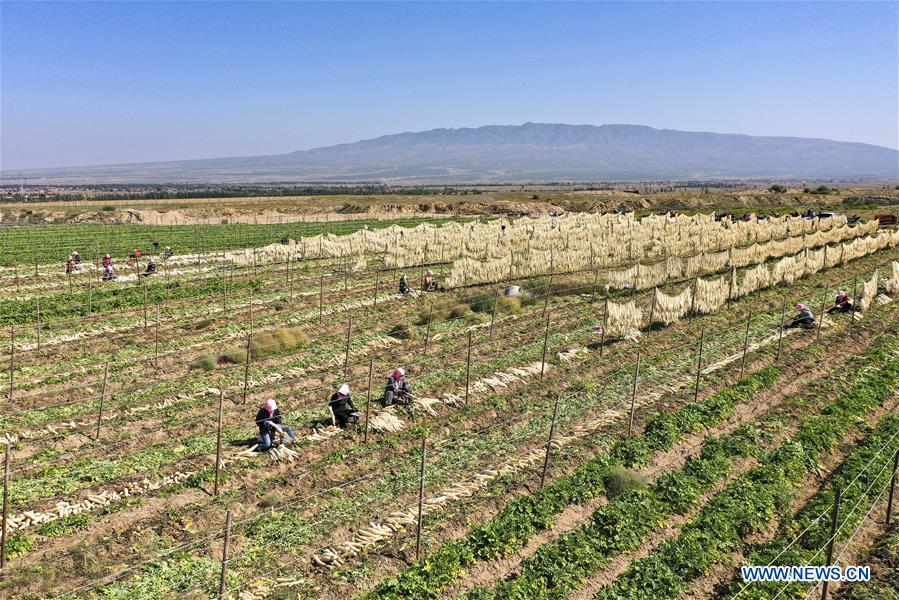 CHINA-NINGXIA-WUZHONG-RADISH-HARVEST (CN)