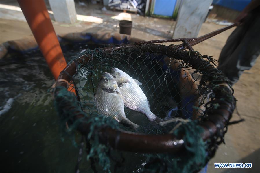 MIDEAST-GAZA-FISH FARM