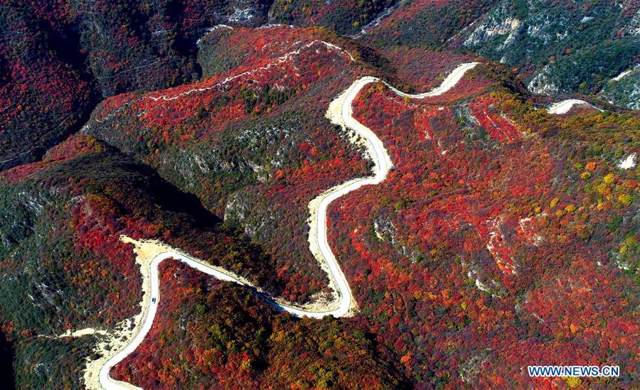 CHINA-HEBEI-SHEXIAN-RED LEAVES (CN)