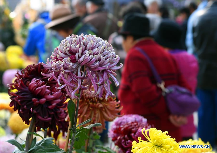 CHINA-BEIJING-CHRYSANTHEMUM-EXHIBITION (CN)