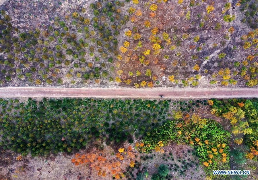 CHINA-HEBEI-XIONGAN-FOREST-AERIAL VIEW