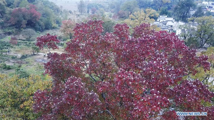 CHINA-ANHUI-TACHUAN-AUTUMN SCENERY (CN)