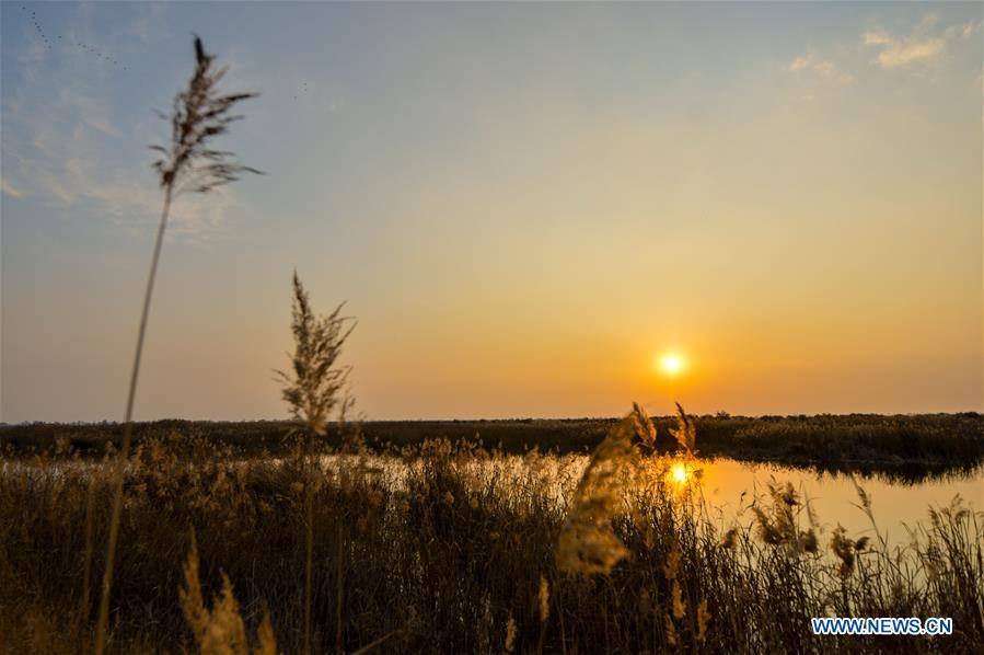 CHINA-INNER MONGOLIA-HOHHOT-HASUHAI WETLAND-AUTUMN SCENERY (CN)