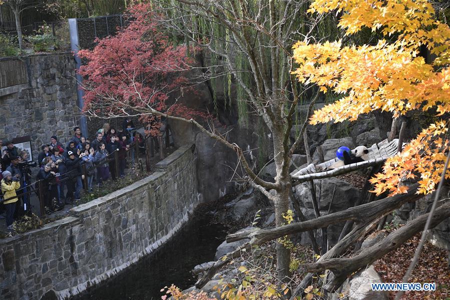 Xinhua Headlines: Bei Bei's farewell party epitomizes love for giant pandas, China-U.S. friendship