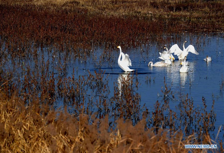 CHINA-HENAN-SANMENXIA-WHITE SWANS (CN)