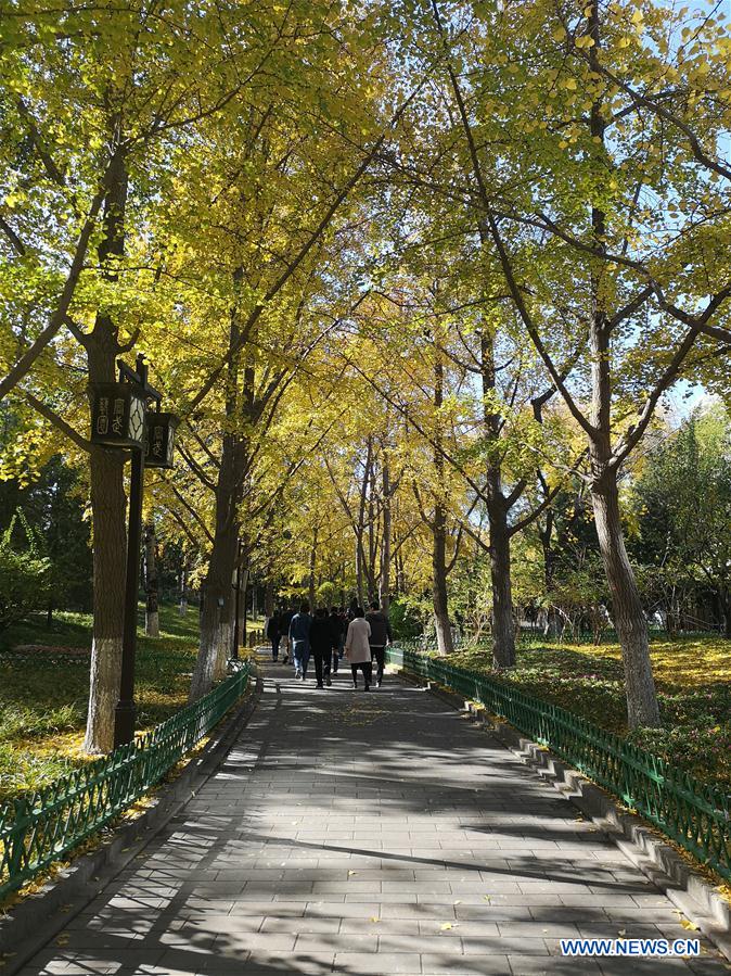 (BeijingCandid)CHINA-BEIJING-AUTUMN (CN)